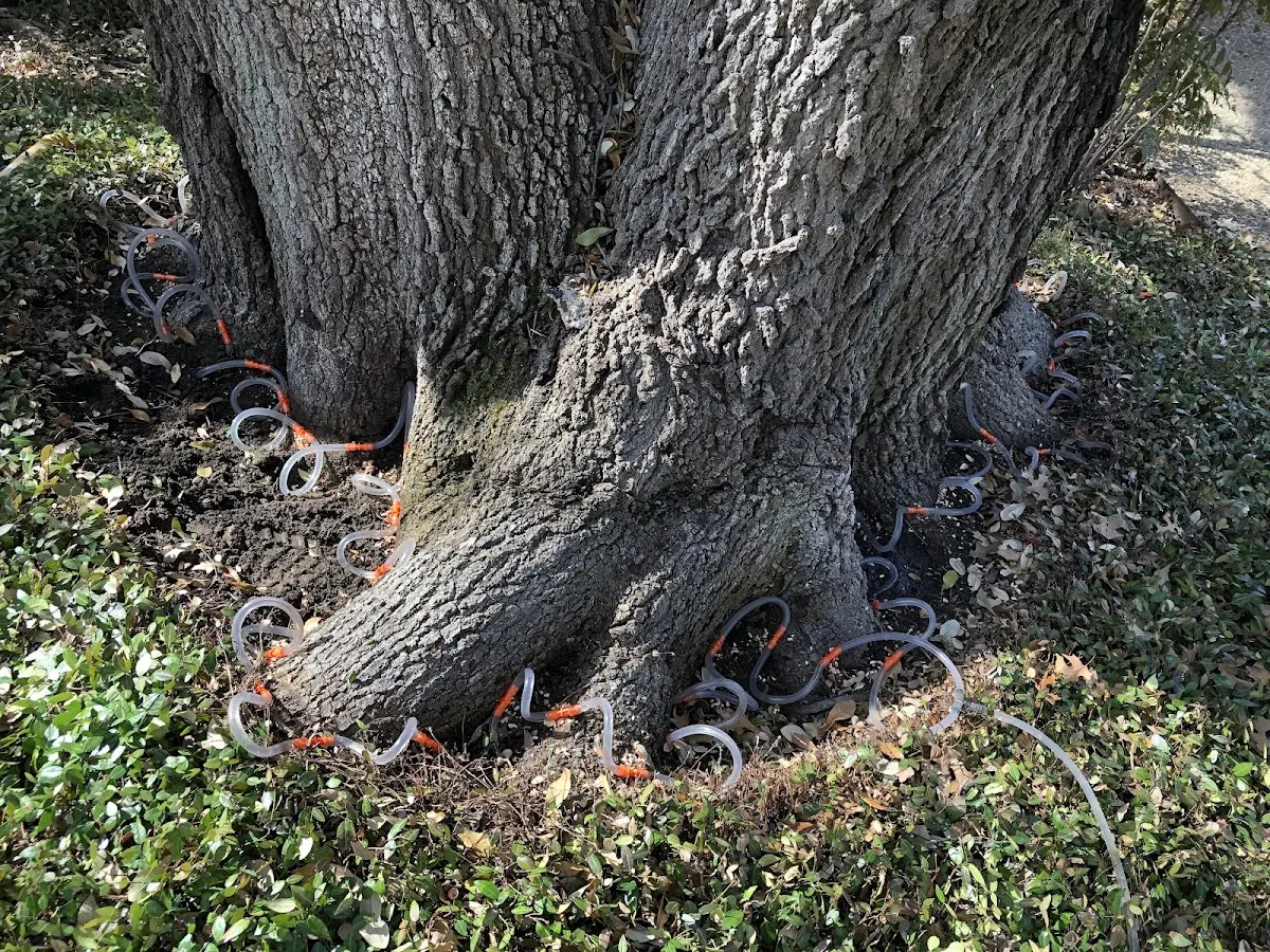 Detailed Tree Cabling and Bracing job site in Kalkaska