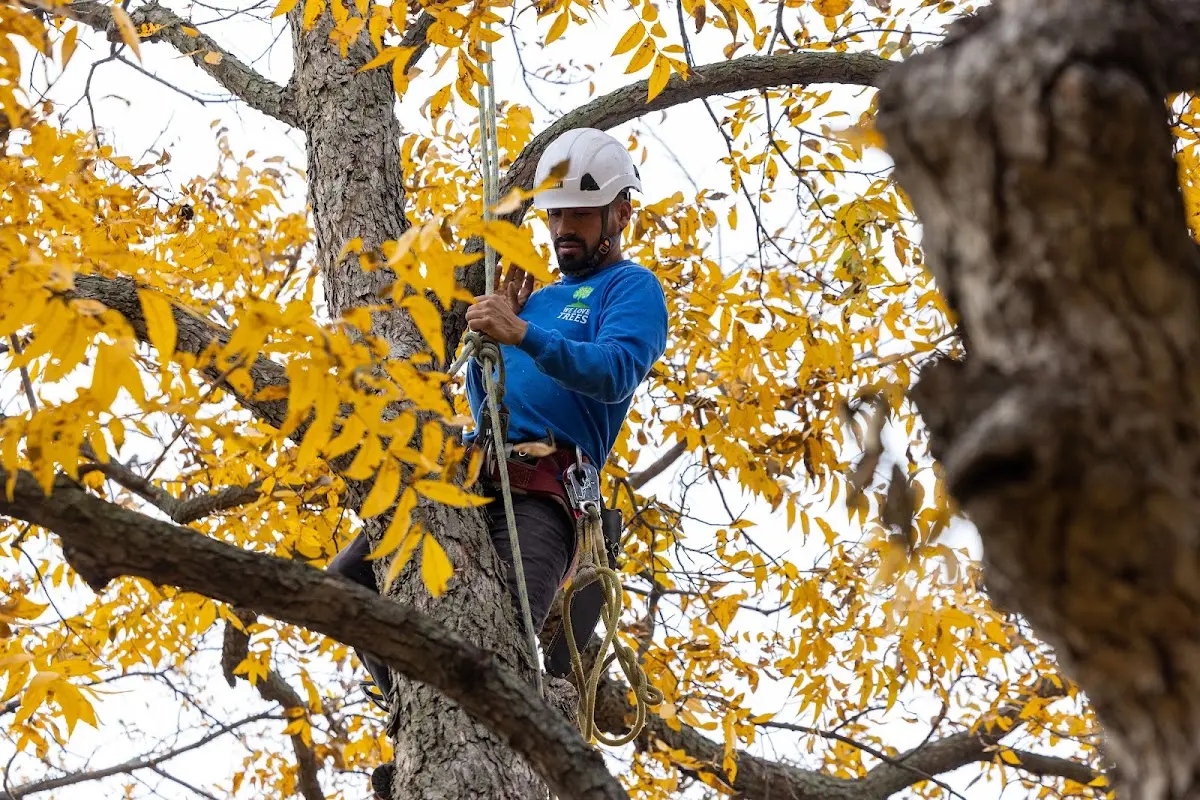 Skilled Tree Trimming crew working in Kalkaska